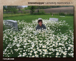 cemetery flora